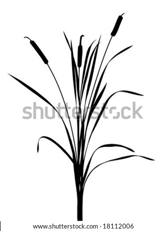 Reed Grass Stock Photos, Images, & Pictures | Shutterstock