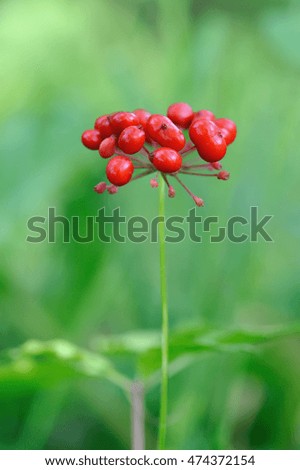 A close up of the most famous medicinal plant ginseng (Panax ginseng).