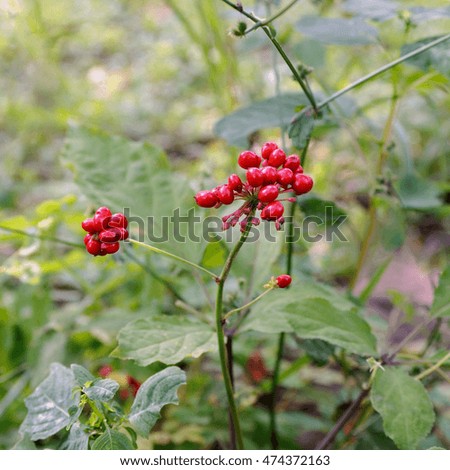 A close up of the most famous medicinal plant ginseng (Panax ginseng).