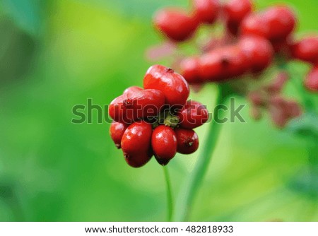 A close up of the most famous medicinal plant ginseng (Panax ginseng).