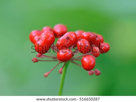 A close up of the most famous medicinal plant ginseng (Panax ginseng).