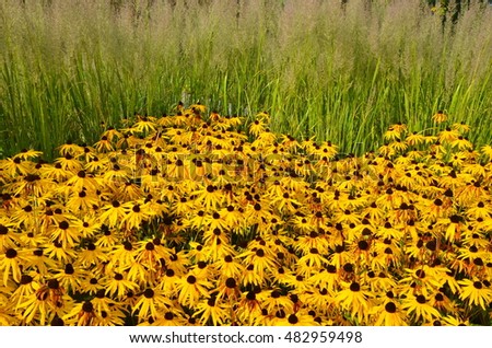 Black-eyed Susan Stock Images, Royalty-Free Images & Vectors | Shutterstock