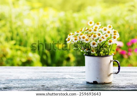Summer or spring beautiful garden with daisy flowers