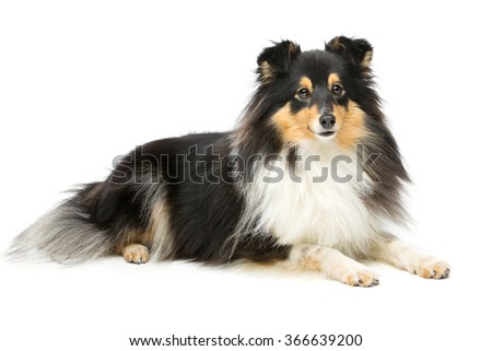 Tricolor Sheltie Dog Stock Photo 366639200 - Shutterstock