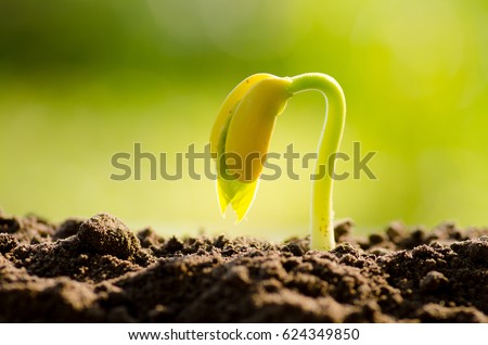 Germination Stock Images, Royalty-Free Images & Vectors | Shutterstock