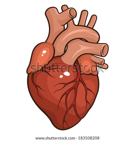 Anatomical Heart Stock Photos, Images, & Pictures | Shutterstock