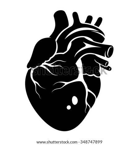 Download Human Heart Icon Isolated On White Stock Vector 348747899 ...