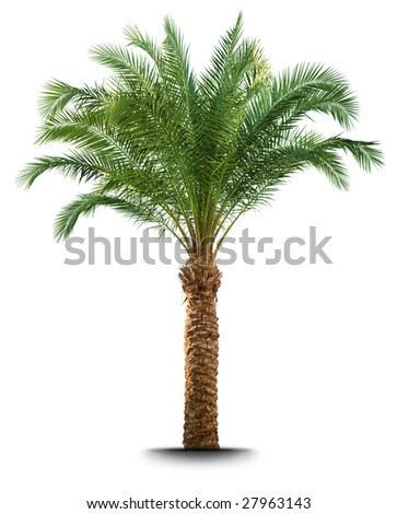 Palm Tree Isolated On White Background Stock Photo 27963143 - Shutterstock