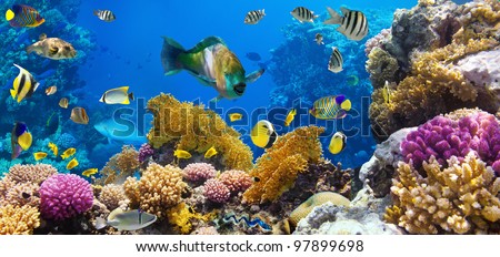 Underwater Coral Reef Landscape 16to9 Background Stock Photo 578903656 ...