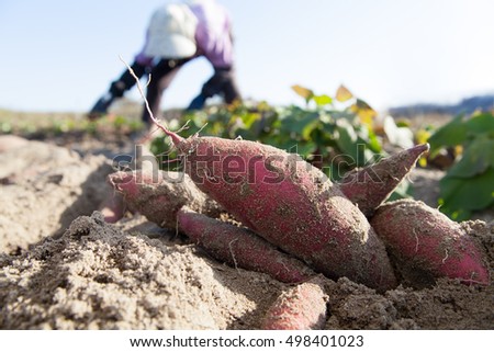 farmer harvesting sweet potato