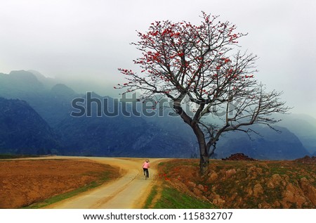 Red Silk Cotton Tree - The Latin name is Bombax Ceiba