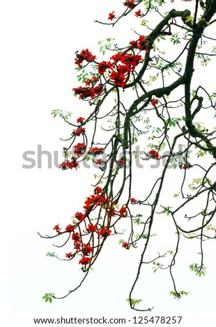 Blossom of the Red Silk Cotton Tree - The Latin name is Bombax Ceiba