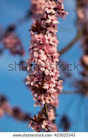 Flowering apricot