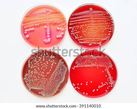 Colony Stock Photos, Royalty-Free Images & Vectors - Shutterstock