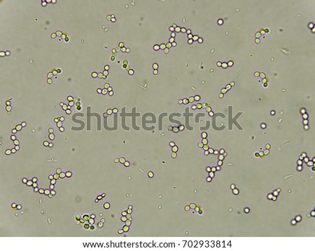 Yeast Microscope Stock Images, Royalty-Free Images & Vectors | Shutterstock