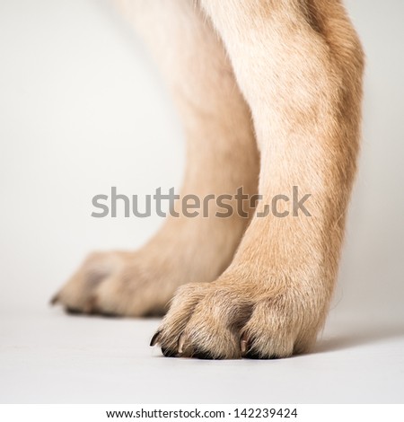 Dog Paw Stock Photos, Images, & Pictures | Shutterstock