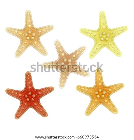 Stained Glass Sea Horse Starfish Stock Photo 33777475 - Shutterstock