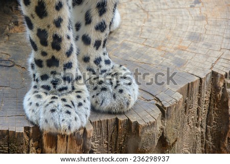  /><br /><br/><p>Leopard Paws Pictures</p></center></div>
<script type='text/javascript'>
var obj0=document.getElementById(