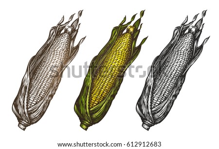 Hand drawn corn. Food sketch. Vector illustration