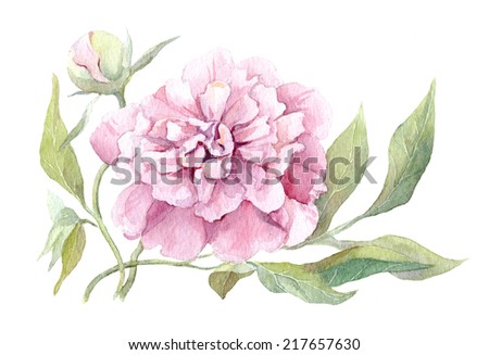 Watercolor peony Stock Photos, Images, & Pictures | Shutterstock