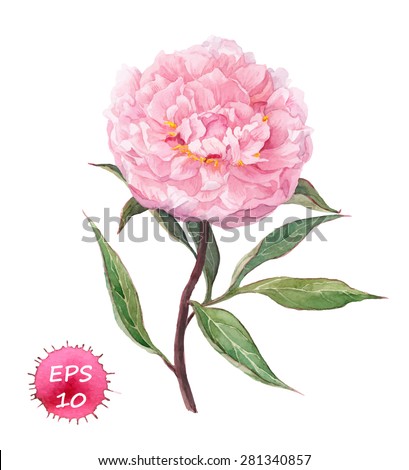 Watercolor Peony Stock Images, Royalty-Free Images & Vectors | Shutterstock