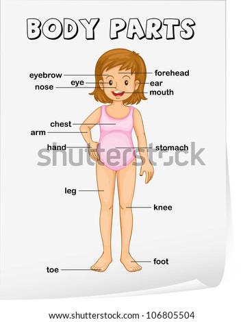 Cartoon Body Parts Stock Images, Royalty-Free Images & Vectors ...