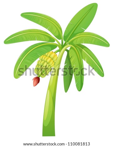 illustration of banana tree on a white background