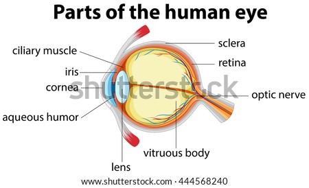 Parts Human Eye Name Illustration Stock Vector 444568240 - Shutterstock
