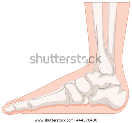 Vector Illustration Foot Bone Anatomy Side Stock Vector 414978484 ...