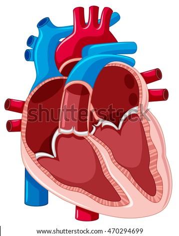 Diagram Showing Inside Human Heart Illustration Stock ...