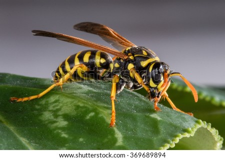 Yellowjacket - Wikipedia