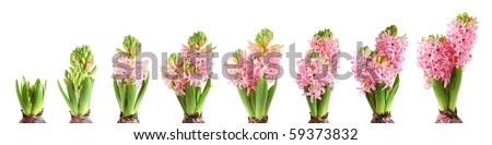 Plant Growth Cycle Stock Photos, Images, & Pictures | Shutterstock