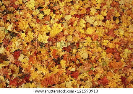 Colorful backround image of fallen autumn leaves perfect for seasonal use