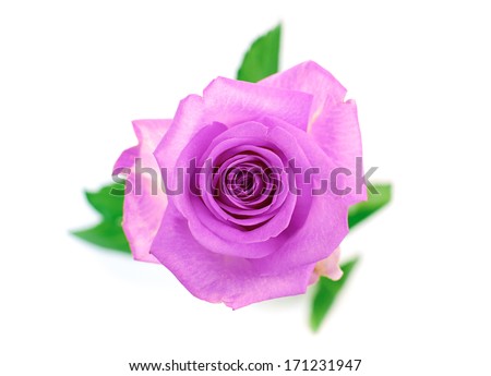 Purple rose white background Purple rose white background
