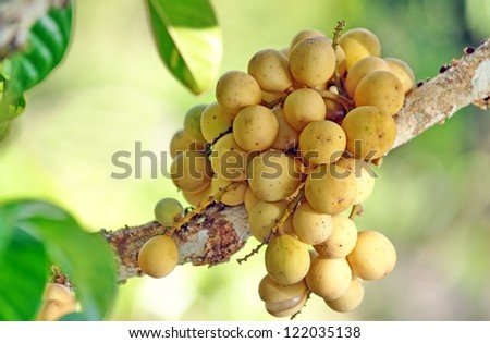 Lanzones Stock Photos, Images, & Pictures | Shutterstock