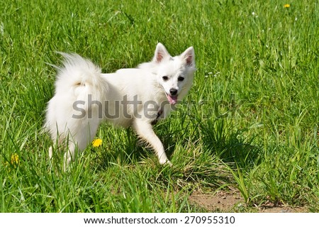 american eskimo dog intelligence eskimo dog stock images royalty free images u0026 vectors shutterstock american eskimo dog intelligence eskimo dog stock images royalty free images u0026 vectors shutterstock