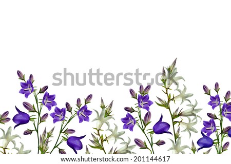 Bluebell Flower Stock Images, Royalty-Free Images & Vectors | Shutterstock
