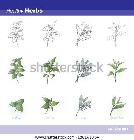 Set Various Aromatic Herbs Names Silhouettes Stock Vector 169642406