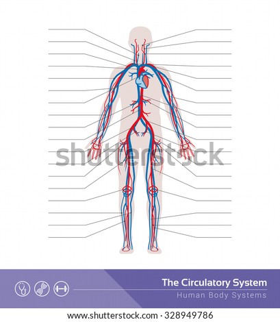 Circulatory Cardiovascular Human Body System Medical Stock Vector