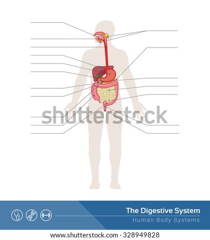 Circulatory Cardiovascular Human Body System Medical Stock Vector ...