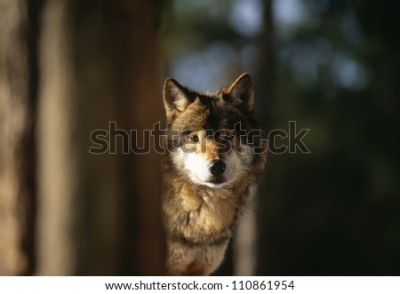 Wolf Behind Tree Stock Images, Royalty-Free Images & Vectors | Shutterstock