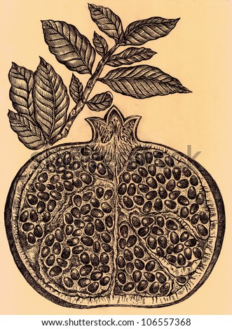  Pomegranate Drawing Stock Images Royalty-Free Images 