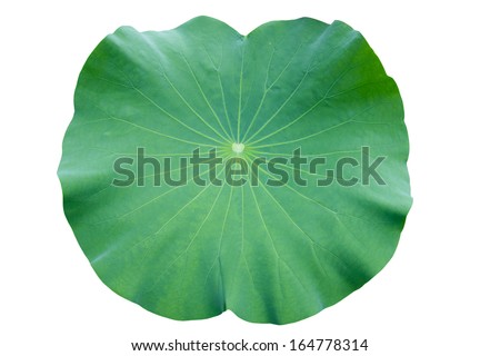 Lotus Leaf Stock Images, Royalty-Free Images & Vectors | Shutterstock