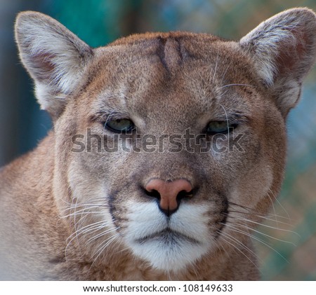 Cougar Stock Images, Royalty-Free Images & Vectors | Shutterstock