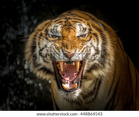 tattoo tiger easy Vectors Images, Royalty & Free Images Roar Stock Tiger