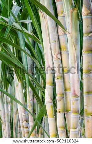 fresh sugarcane in garden.