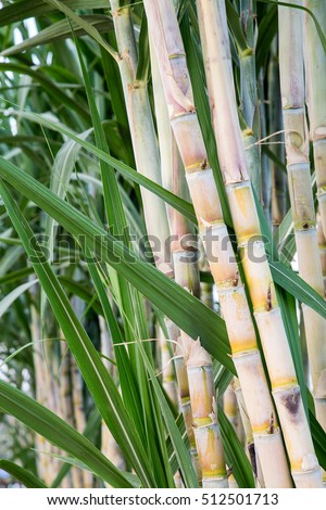 fresh sugarcane in garden.