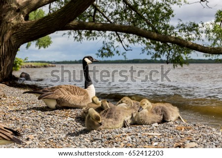 canada goose old quebec canada goose old quebec