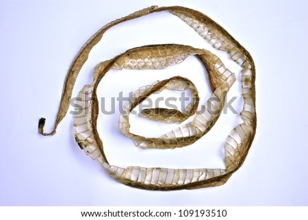 Curled Snake Skin Stock Images, Royalty-Free Images 