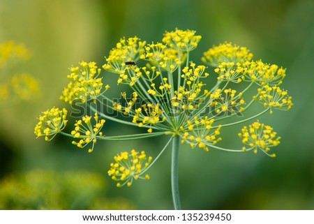 TỨ TUYỆT HOA 2 - Page 31 Stock-photo-blooming-dill-garden-or-smelly-lat-anethum-graveolens-135239450